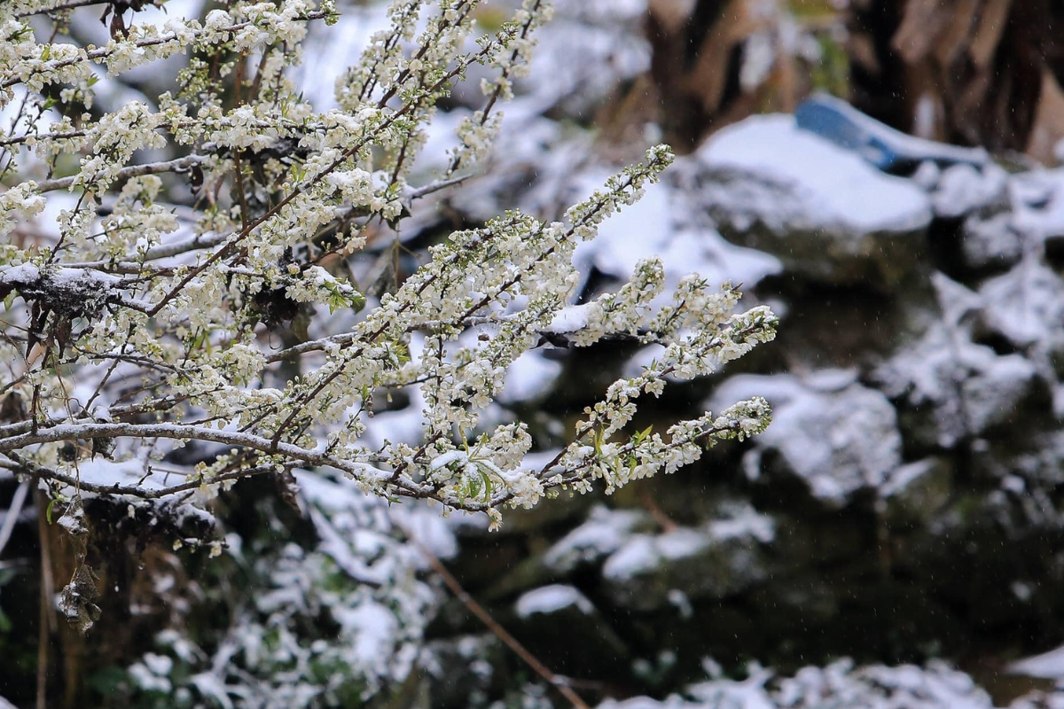 Winter in Fansipan, Sapa, Vietnam - World Mate Travel